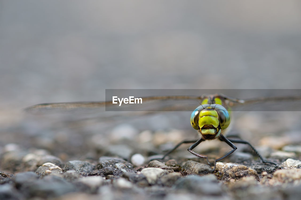 Close-up of dragonfly