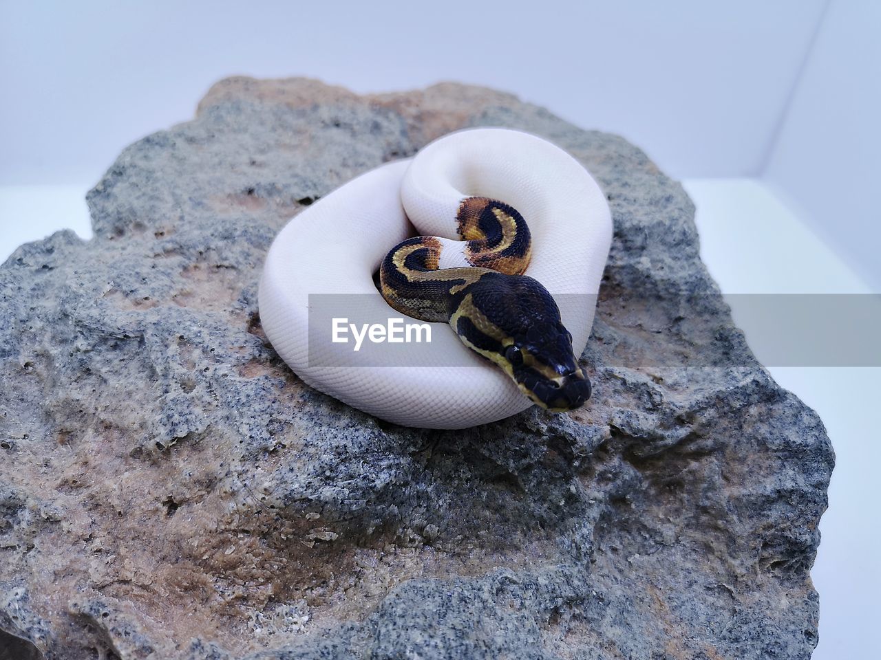 CLOSE-UP OF CRAB ON ROCK