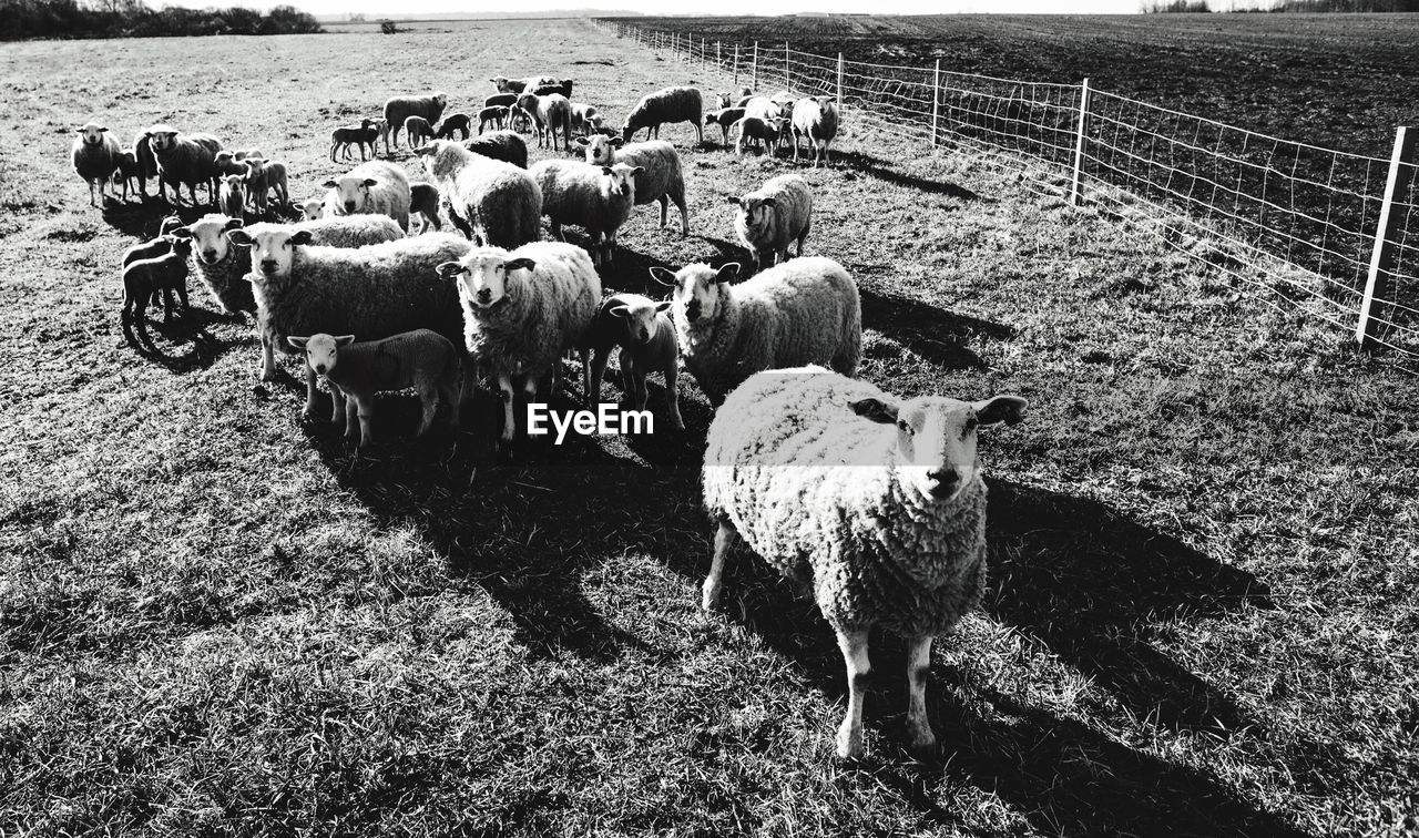 Herd of sheep on field