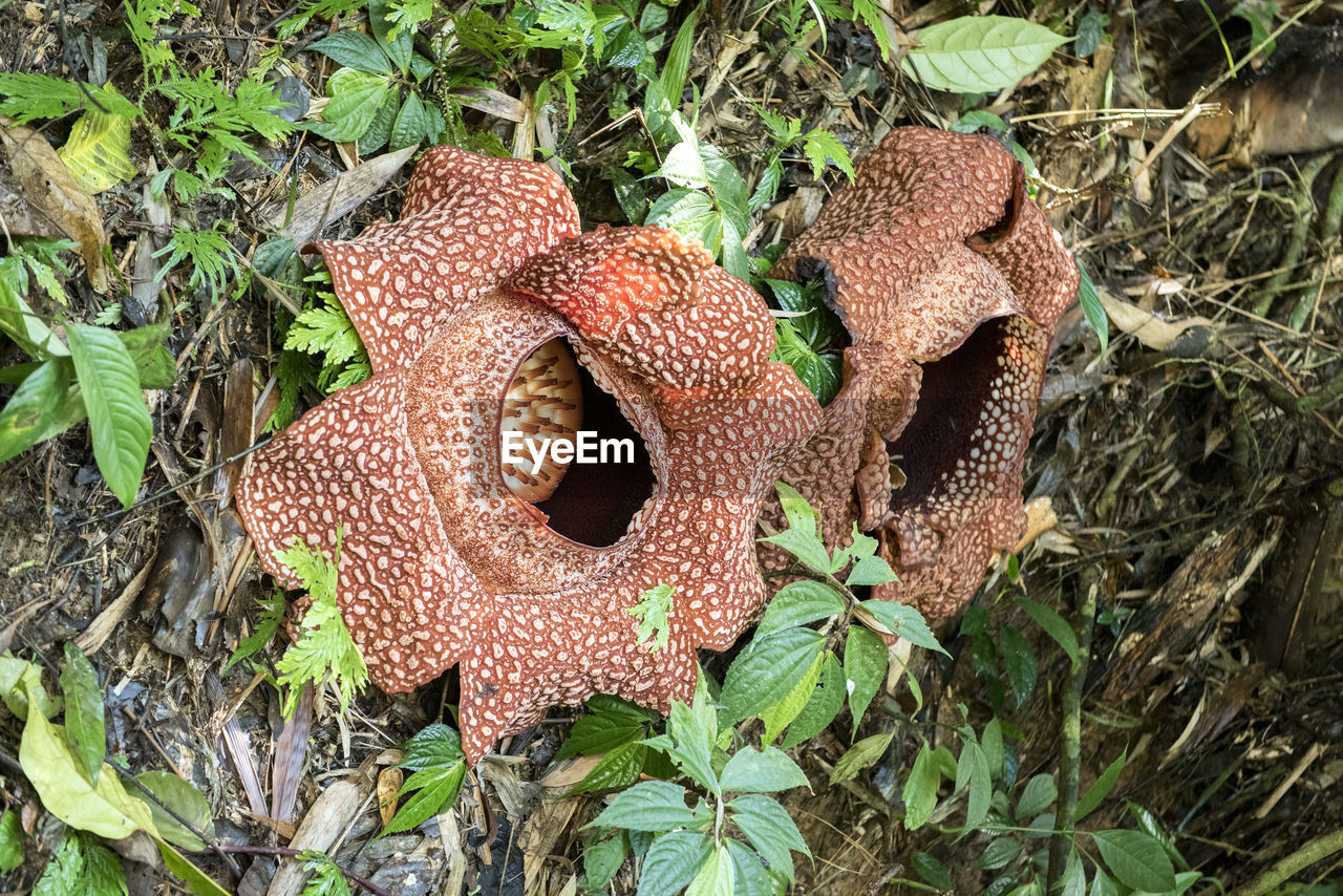 HIGH ANGLE VIEW OF MUSHROOMS ON FIELD