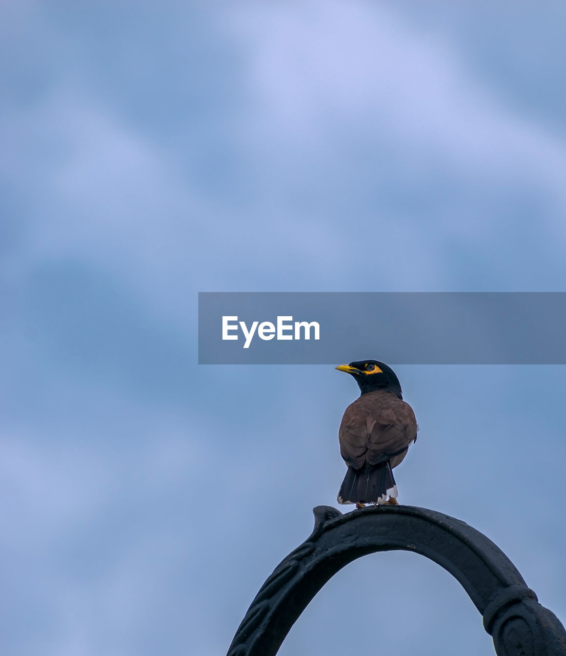 bird, animal themes, animal, animal wildlife, wildlife, one animal, blue, sky, perching, no people, nature, low angle view, day, outdoors, cloud, copy space, beak, architecture, focus on foreground