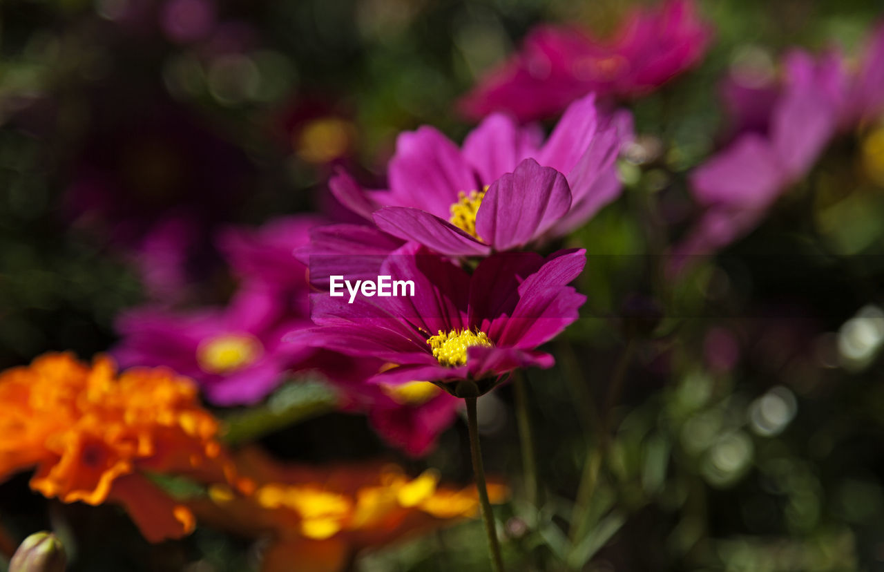 A beautiful flowerbed with pink flowers with yellow in the middle at ersboda in umea