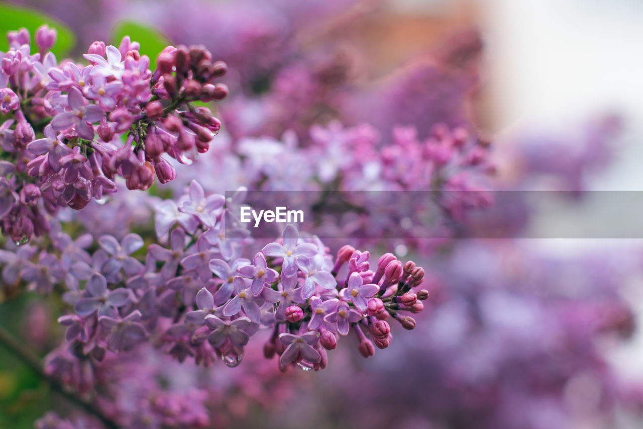 flower, flowering plant, plant, freshness, beauty in nature, lilac, fragility, purple, blossom, pink, nature, close-up, springtime, macro photography, growth, selective focus, tree, food, food and drink, no people, branch, flower head, outdoors, spring, scented, inflorescence, botany, focus on foreground, day, petal, defocused, lavender, shrub