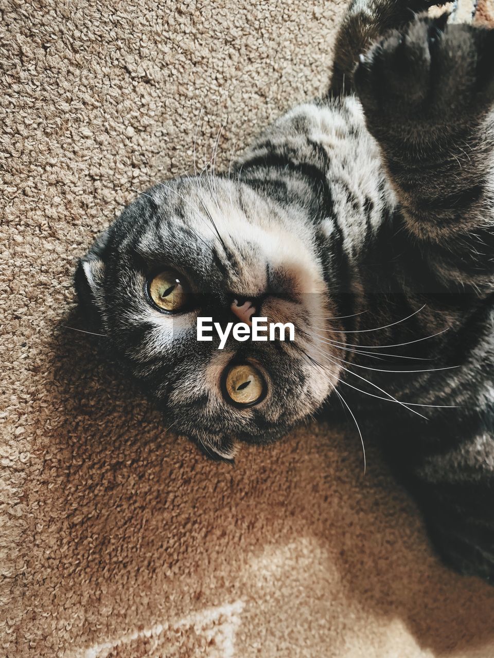 PORTRAIT OF A CAT LYING