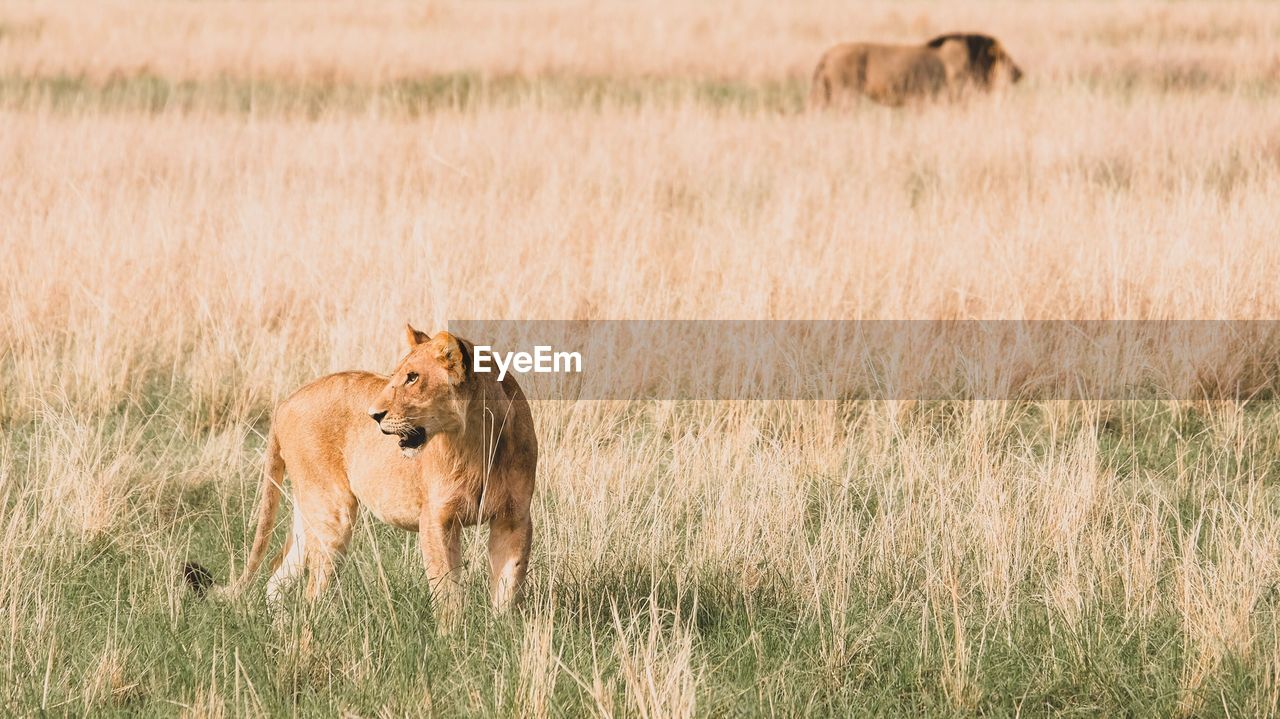 Lioness on a field