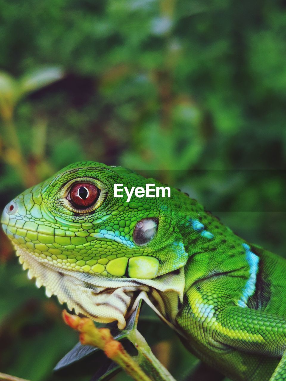 CLOSE-UP OF LIZARD ON A LEAF