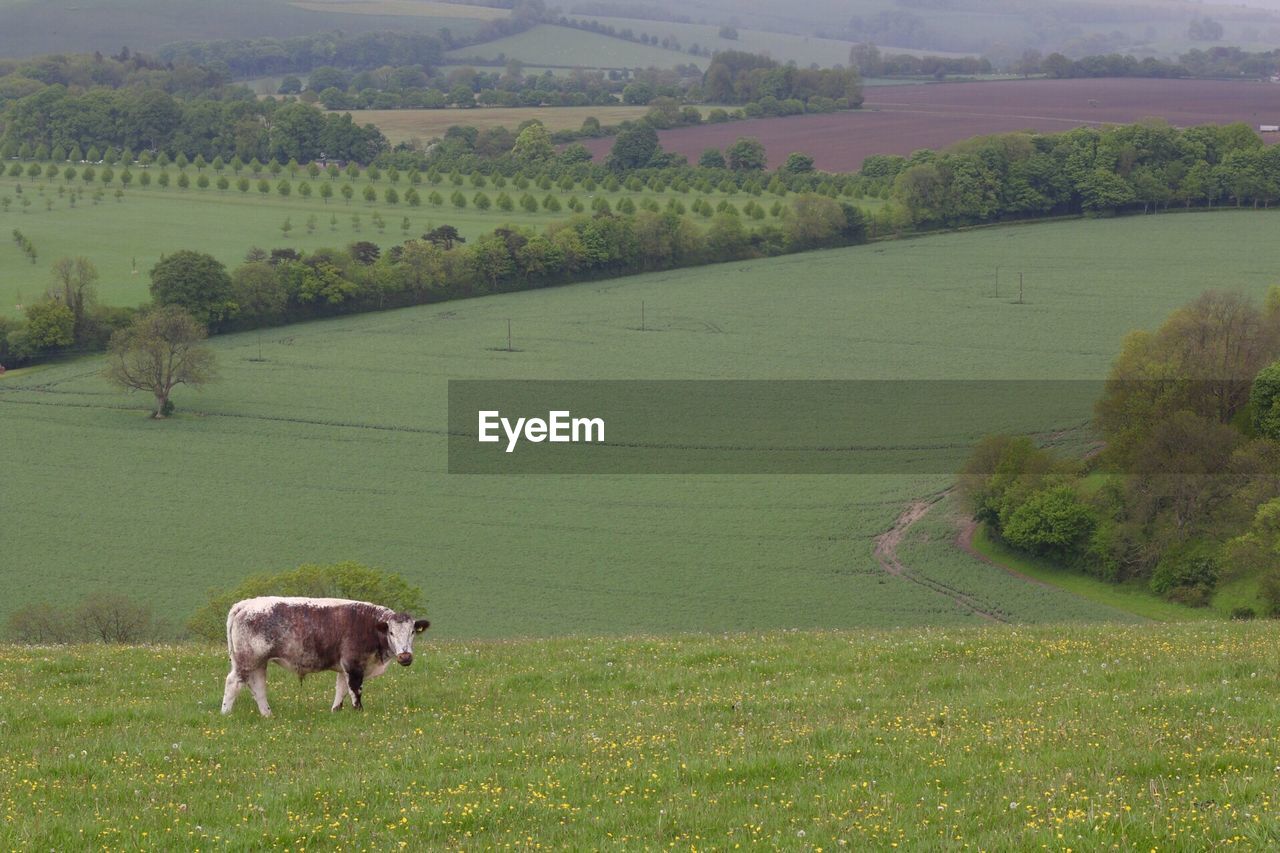 Cow standing on cultivated landscape