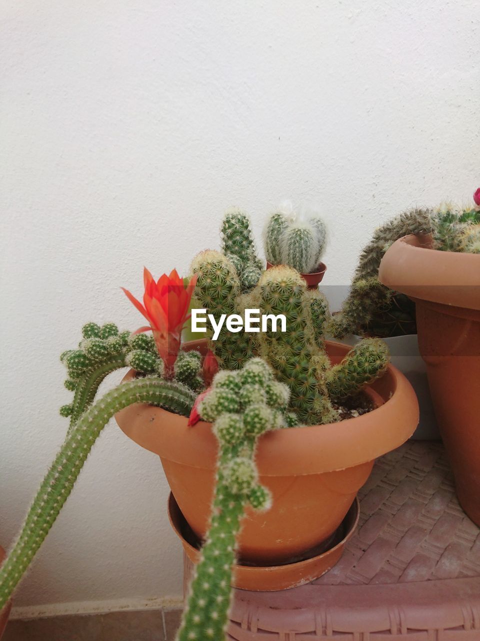 CLOSE-UP OF POTTED PLANT