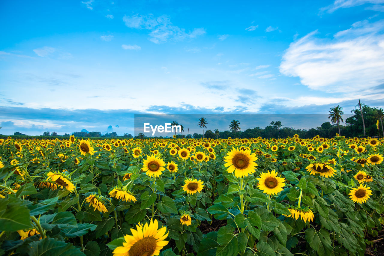 Scenic view of sunflower field against sky