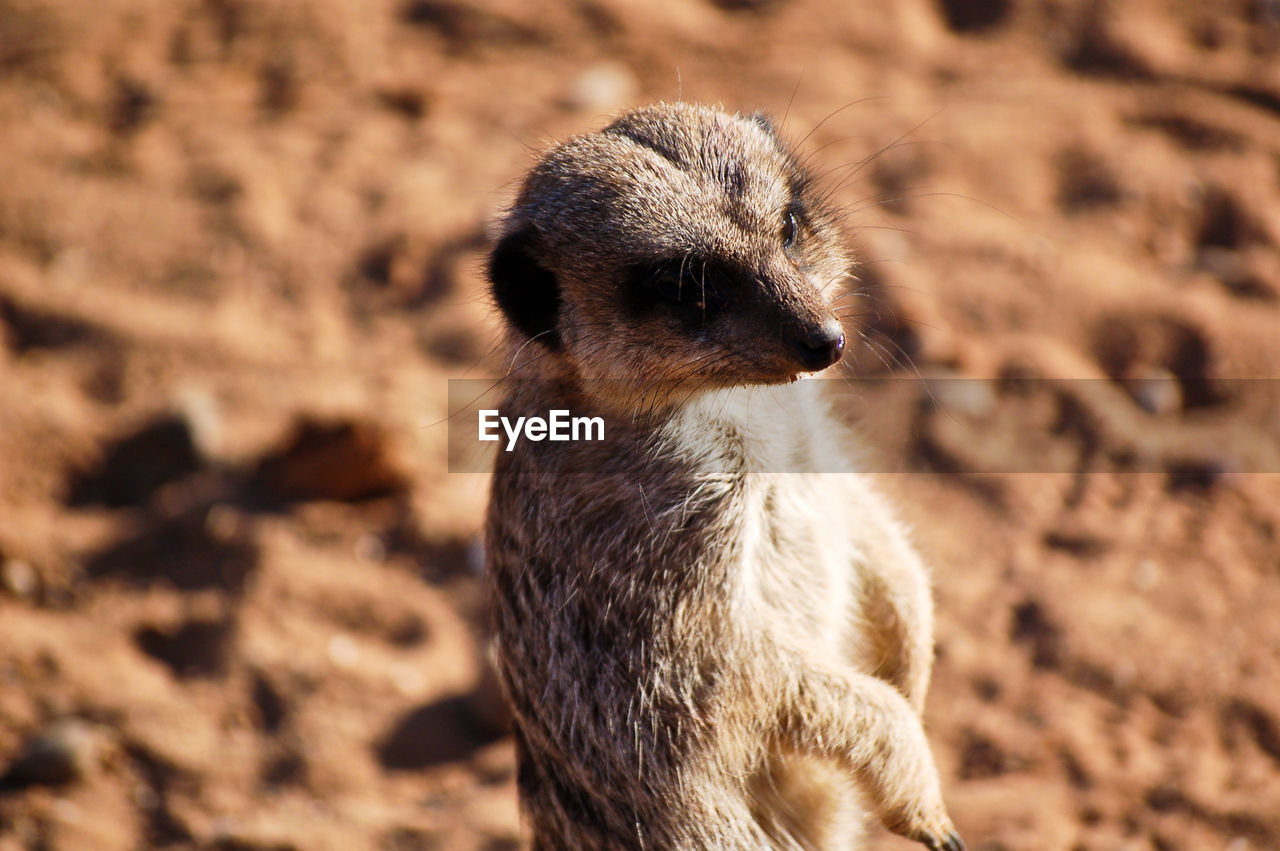 Close-up of meerkat standing on field