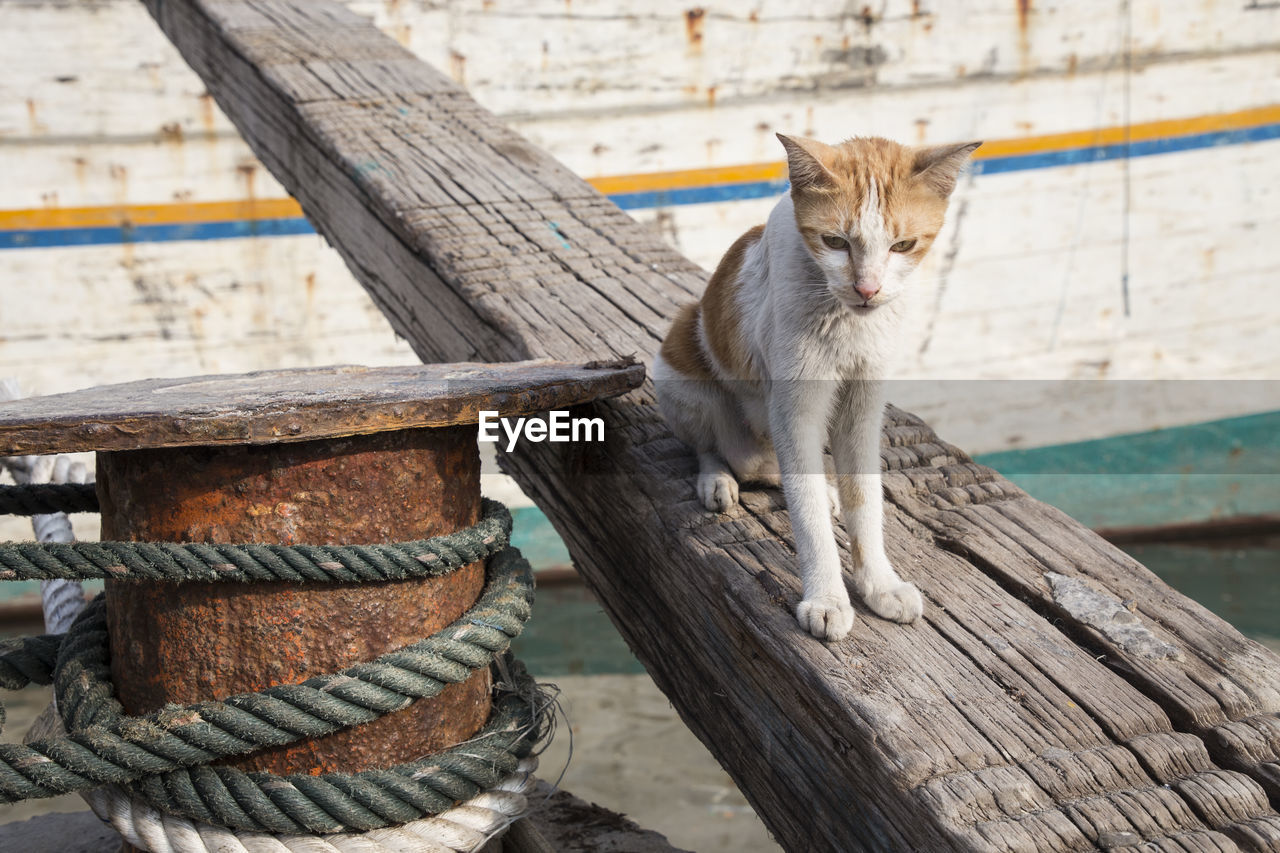 CAT SITTING ON BENCH AGAINST WALL