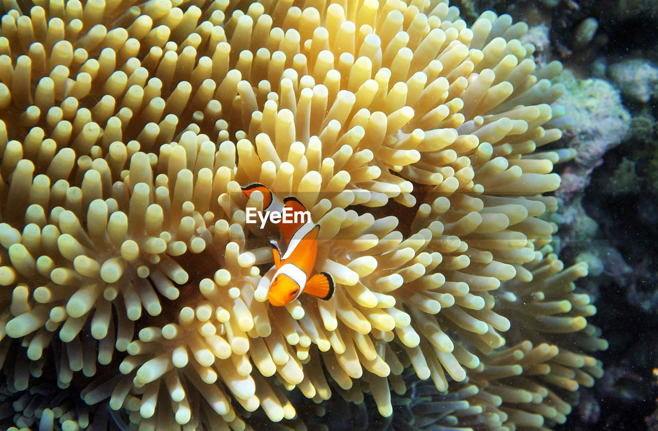 Close-up of fish swimming in sea