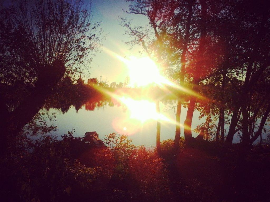 SUN SHINING THROUGH TREES