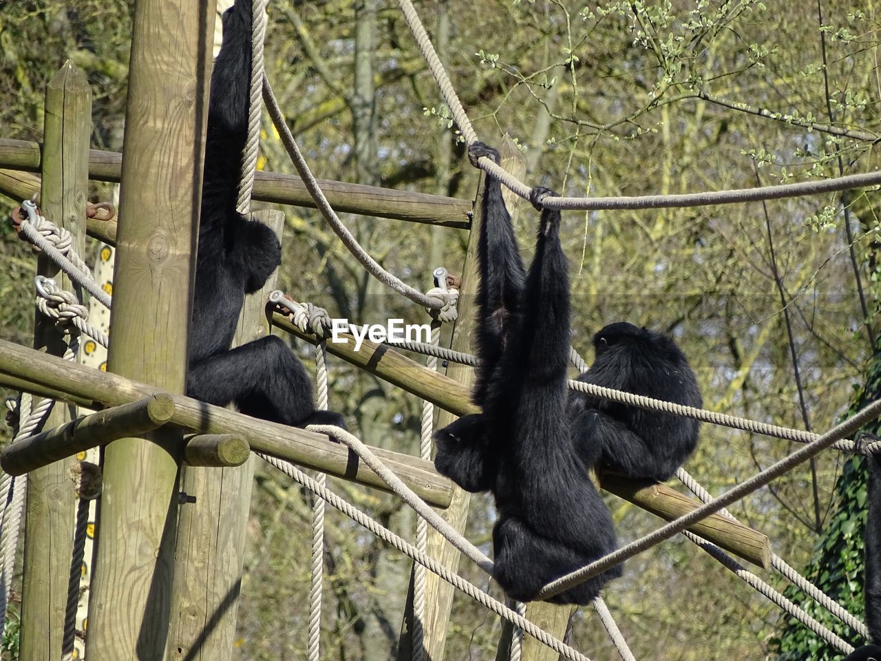 Close-up of apes sitting on wooden railing