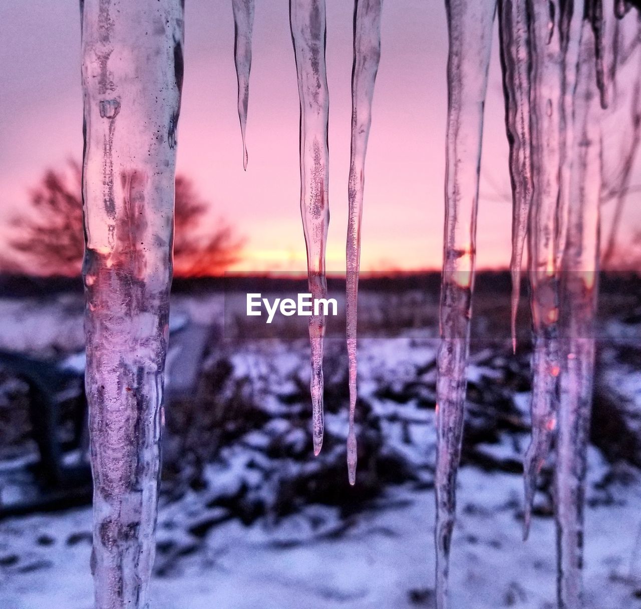 CLOSE-UP OF ICICLES ON TREE DURING WINTER