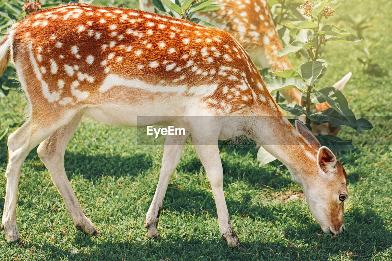 Group of young fallow deer eating grass on summer outdoor. herd animals dama dama feeding 