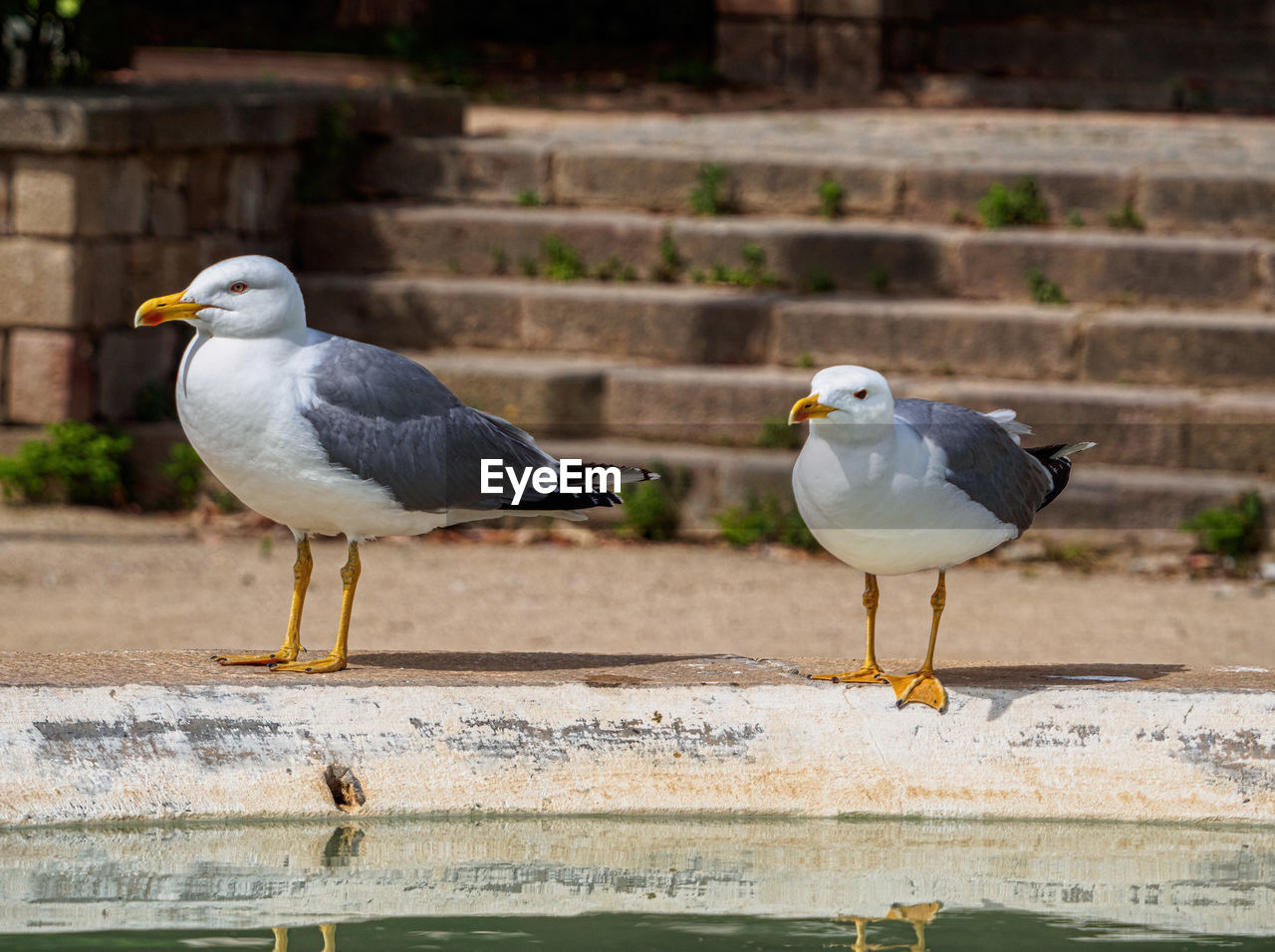 Seagull perching on a wall