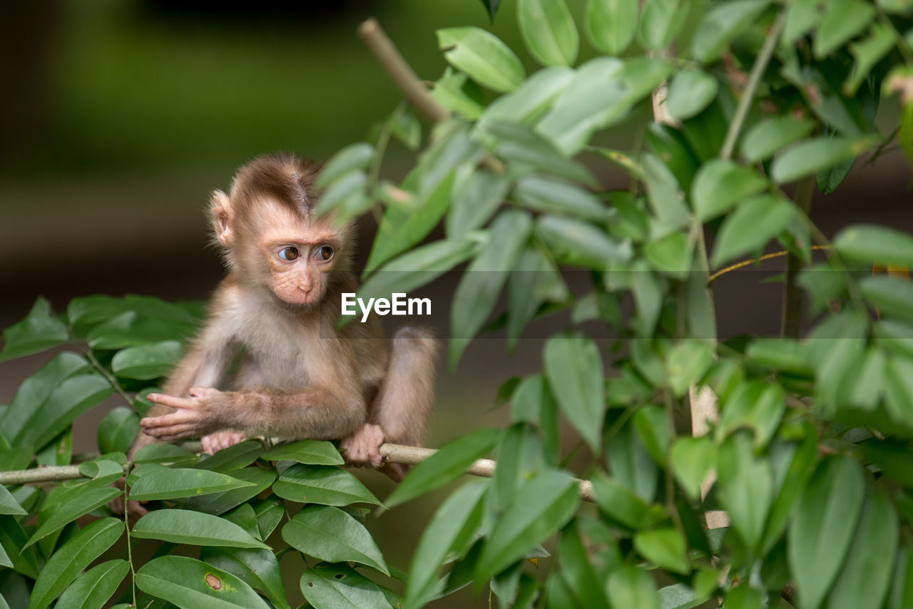 Close-up of monkey sitting on plant