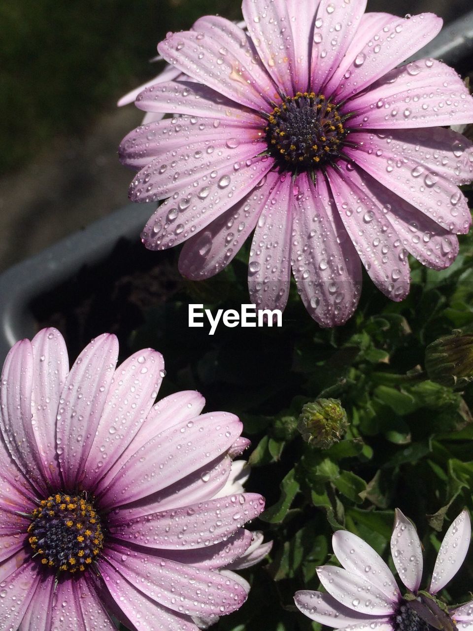 High angle view of wet daisy flowers growing in pot