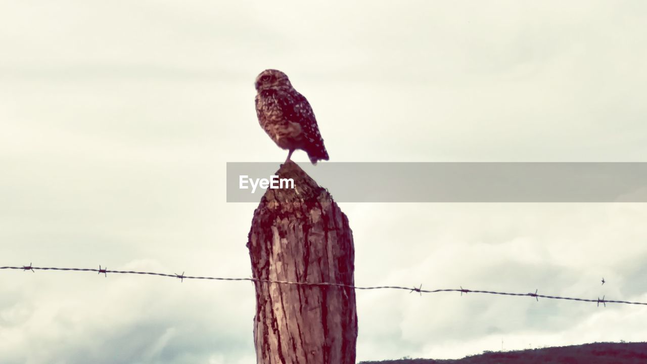 LOW ANGLE VIEW OF BIRD PERCHING ON WOODEN POST