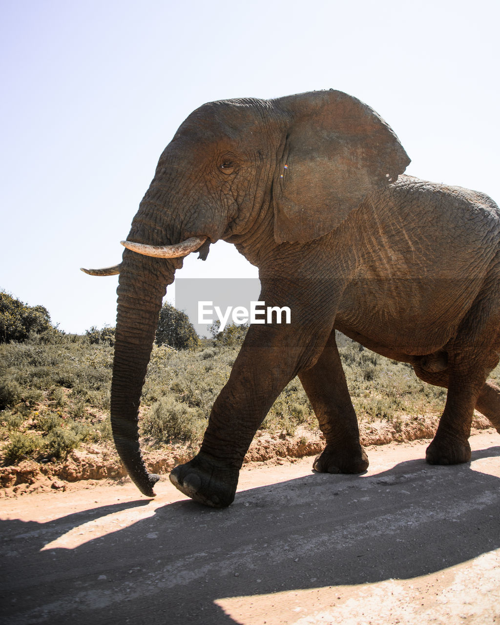 SIDE VIEW OF ELEPHANT ON LAND