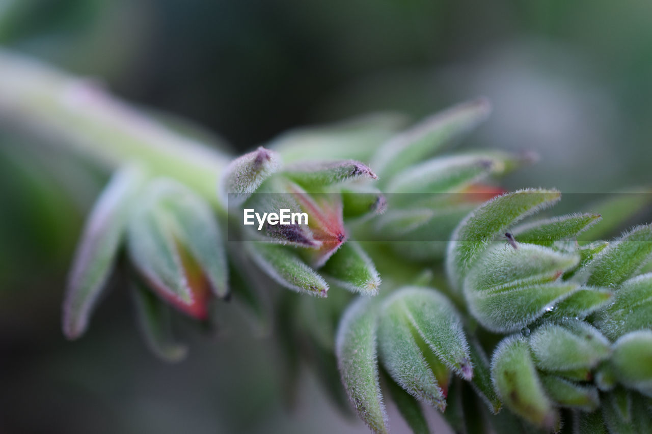 Close-up of flower buds