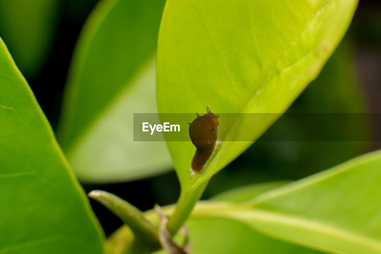 CLOSE-UP OF INSECT ON GREEN LEAF