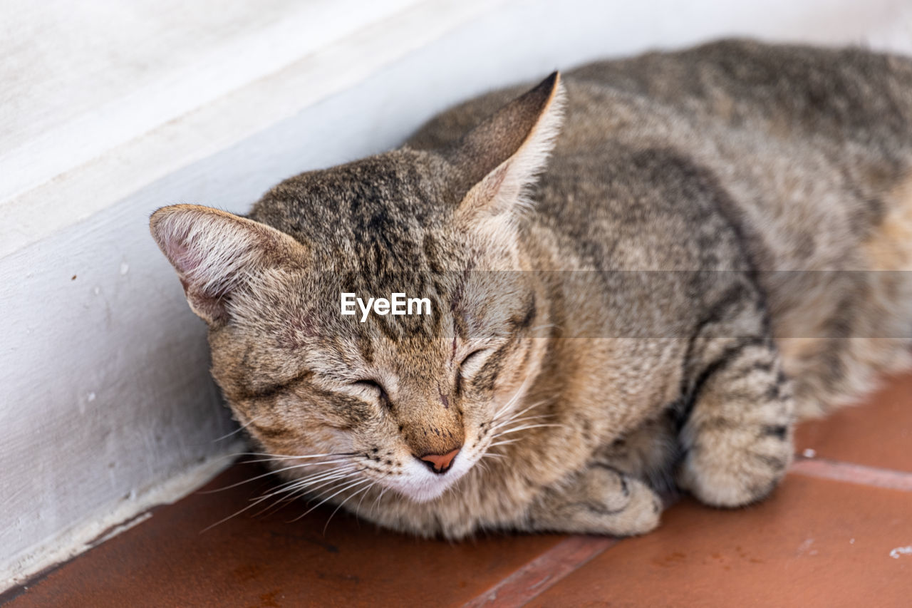 HIGH ANGLE VIEW OF TABBY SLEEPING CAT