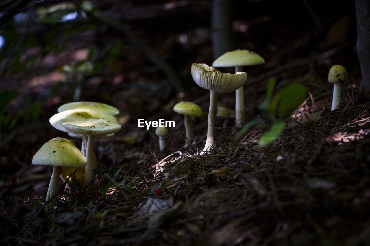 CLOSE-UP OF MUSHROOMS GROWING ON TREE IN FOREST