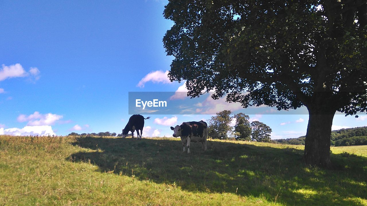 COWS GRAZING ON FIELD