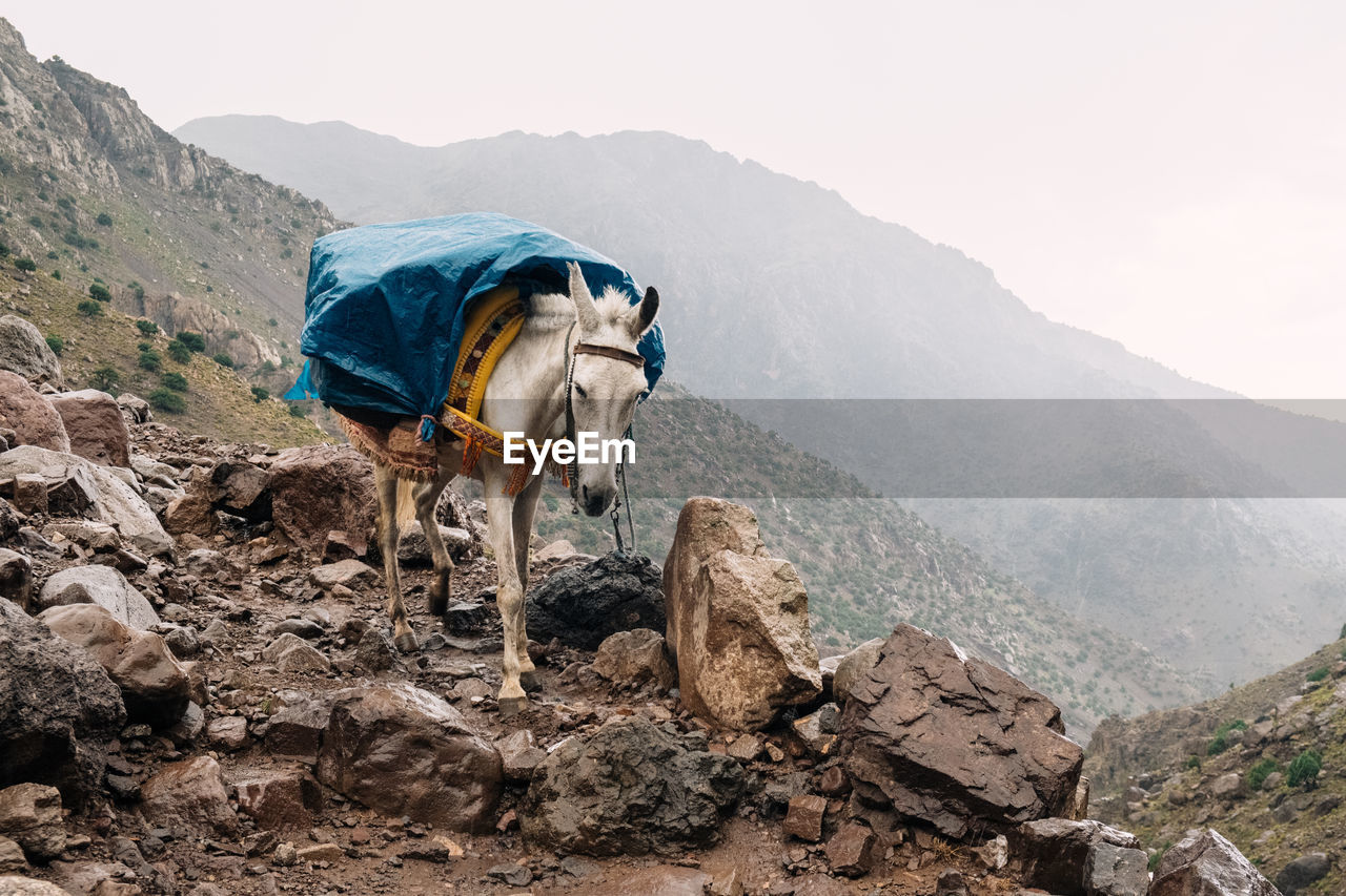 View of a horse on rock