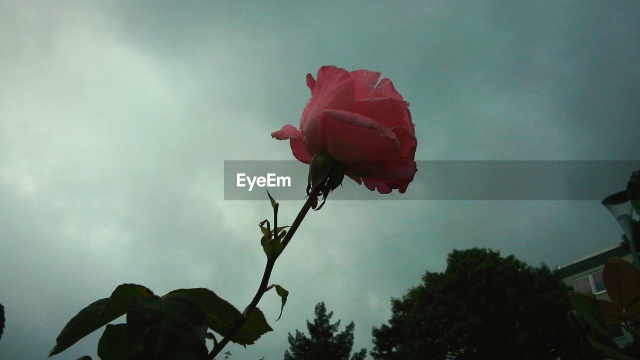 CLOSE-UP OF PLANT AGAINST SKY