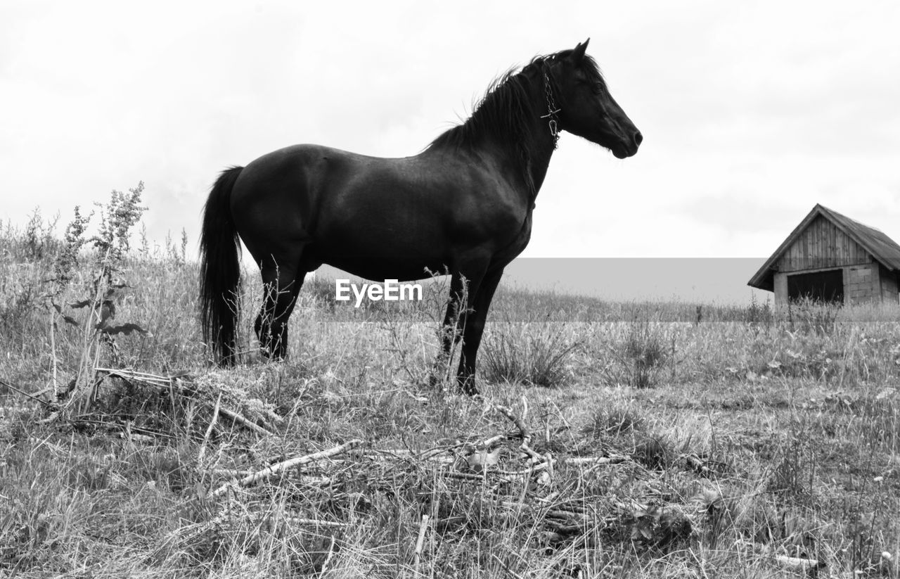 HORSE STANDING IN FIELD AGAINST SKY