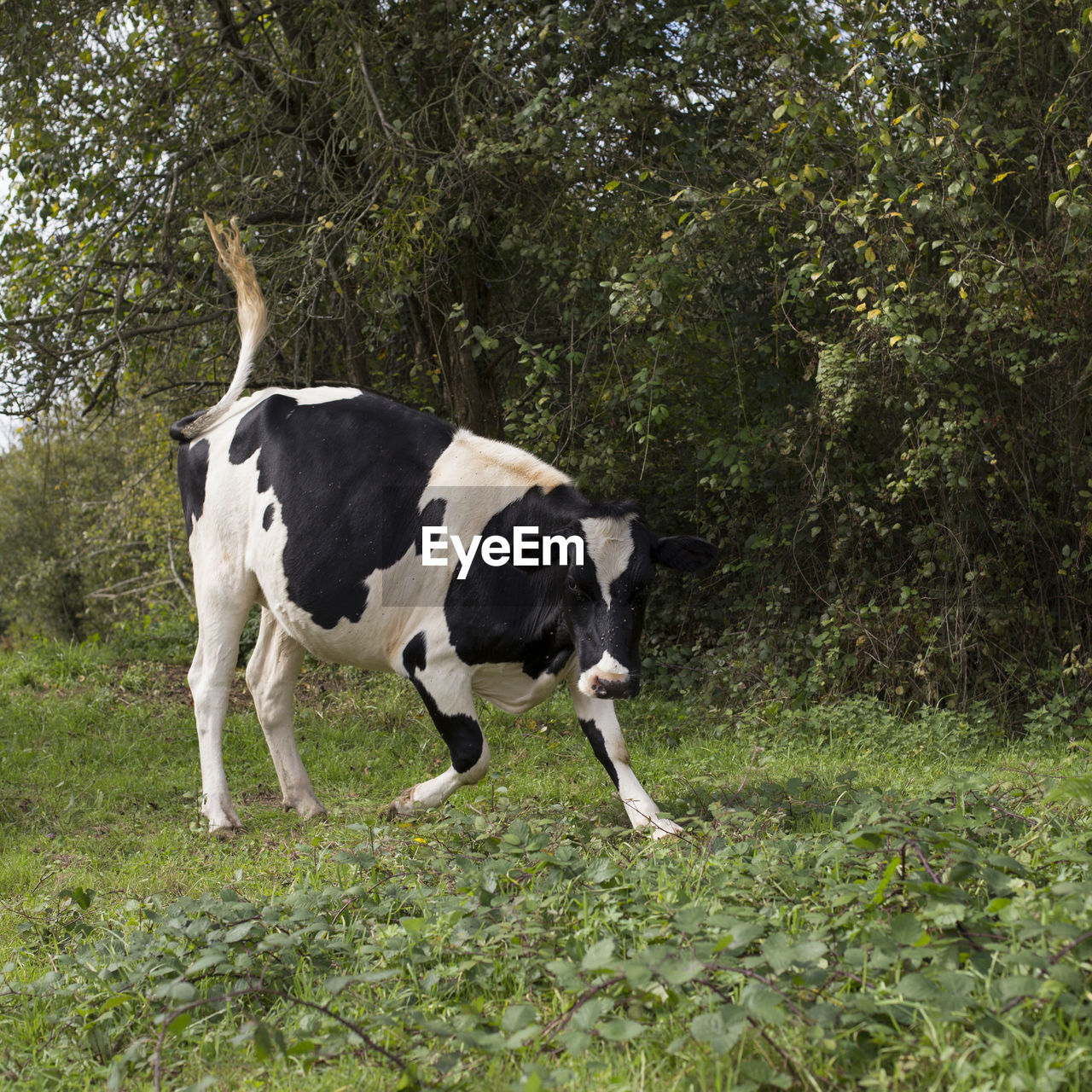 COW IN A FIELD