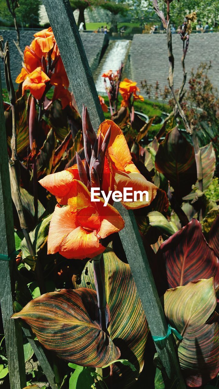 CLOSE-UP OF ORANGE FLOWERS