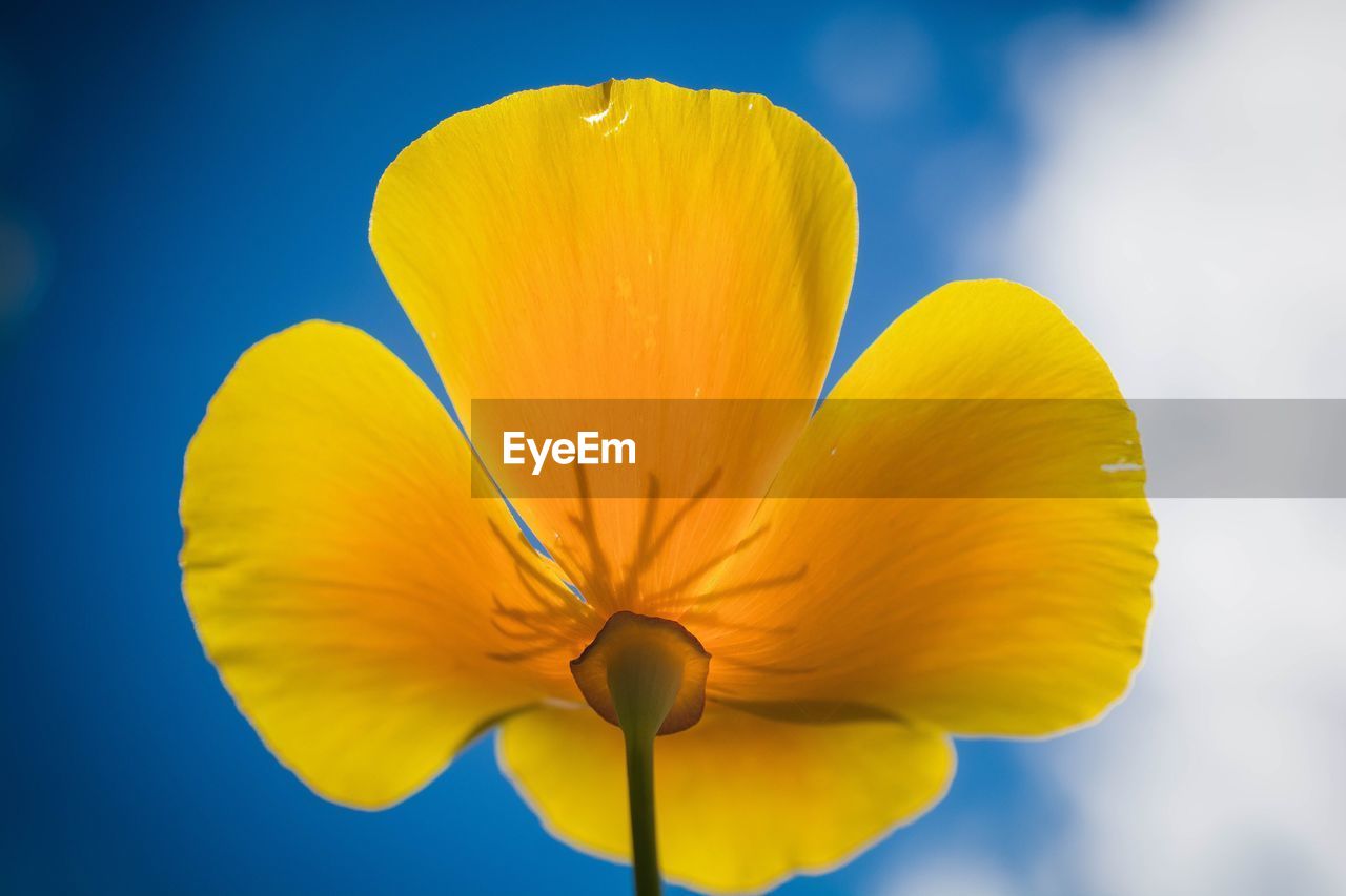 Close-up of yellow flower