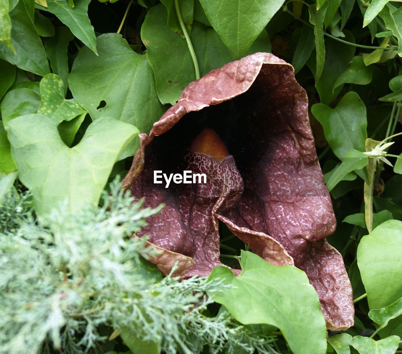 CLOSE-UP OF WET LEAVES ON LAND