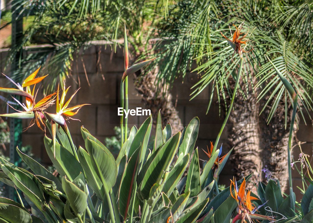 CLOSE-UP OF FRESH GREEN PLANTS IN SUNLIGHT