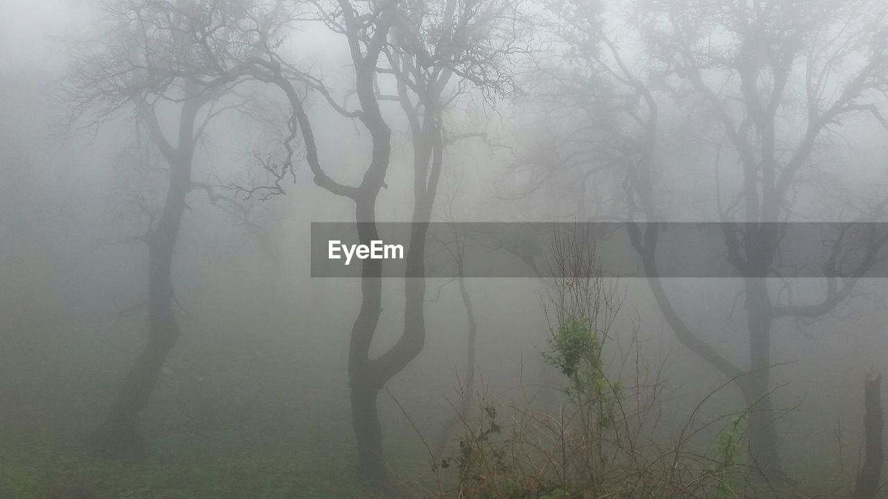 VIEW OF TREES IN FOGGY WEATHER