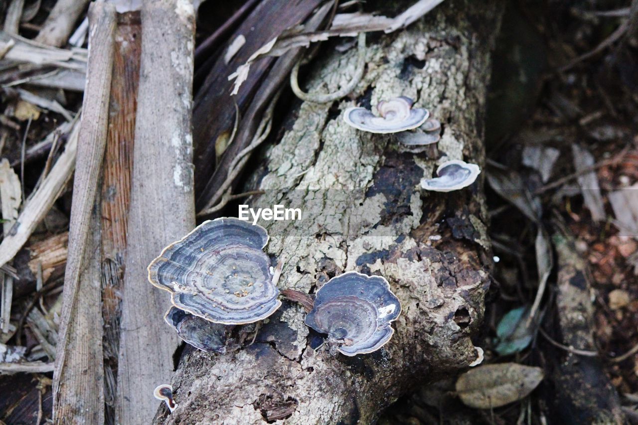 CLOSE-UP HIGH ANGLE VIEW OF COIN ON TREE