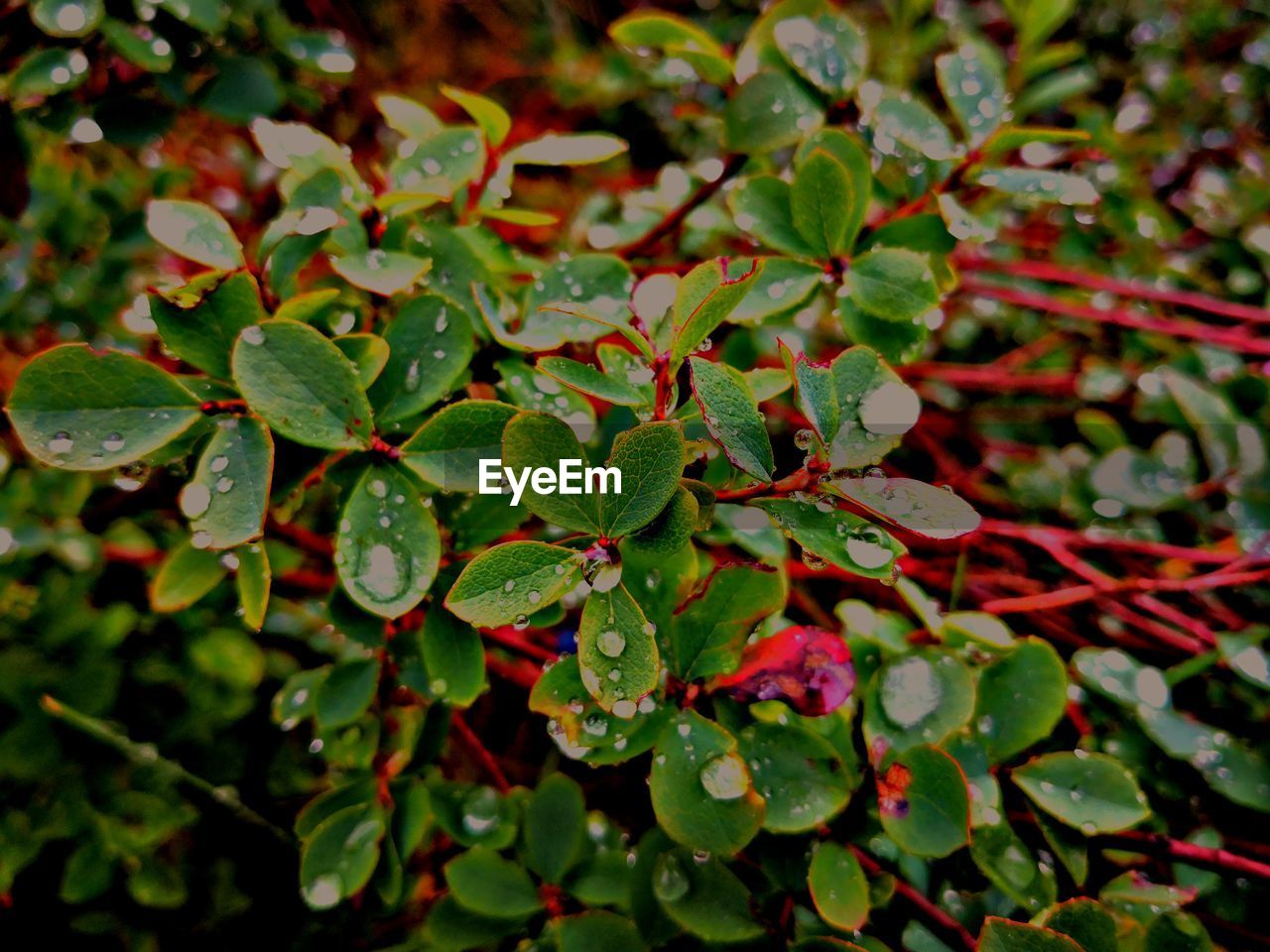 FULL FRAME SHOT OF FRESH GREEN LEAVES WITH PLANT