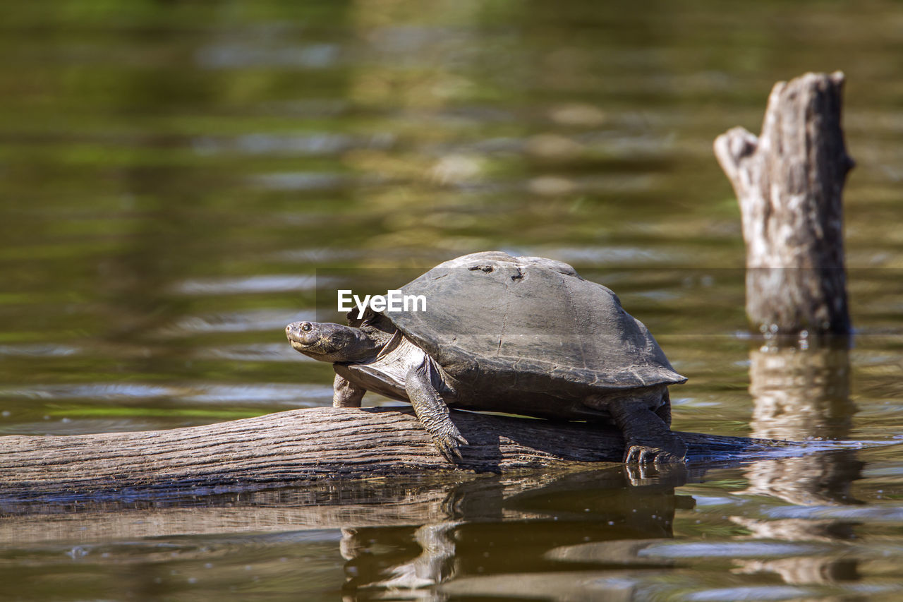 Turtle on log amidst lake