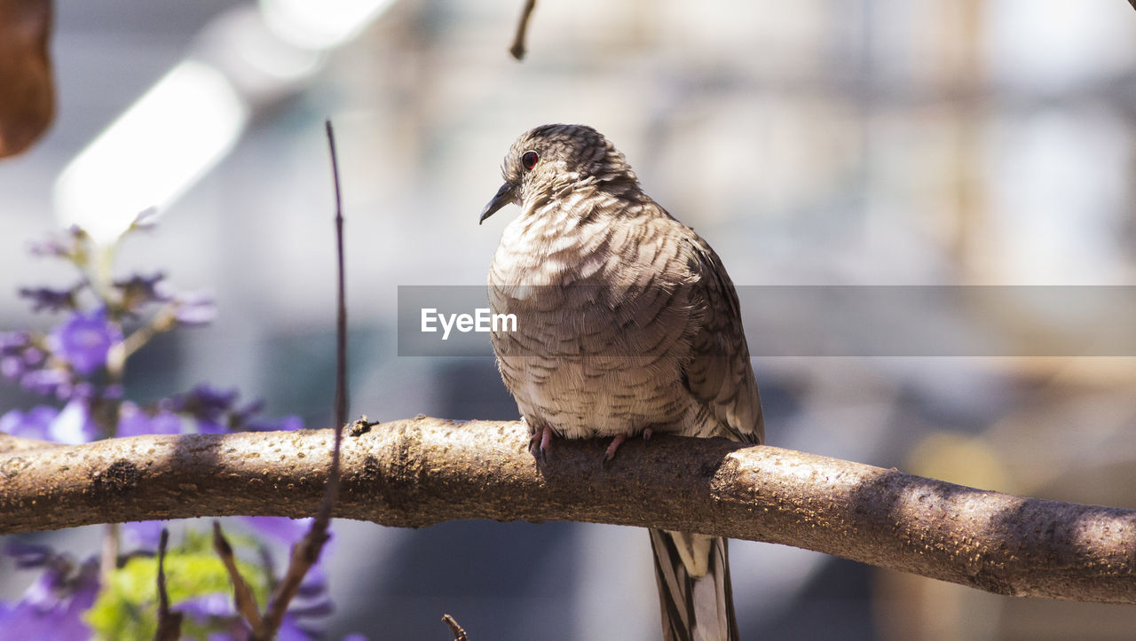 Close-up of bird perching on branch