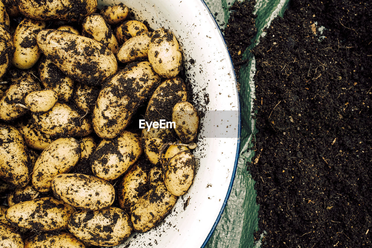 Fresh harvested potatoes