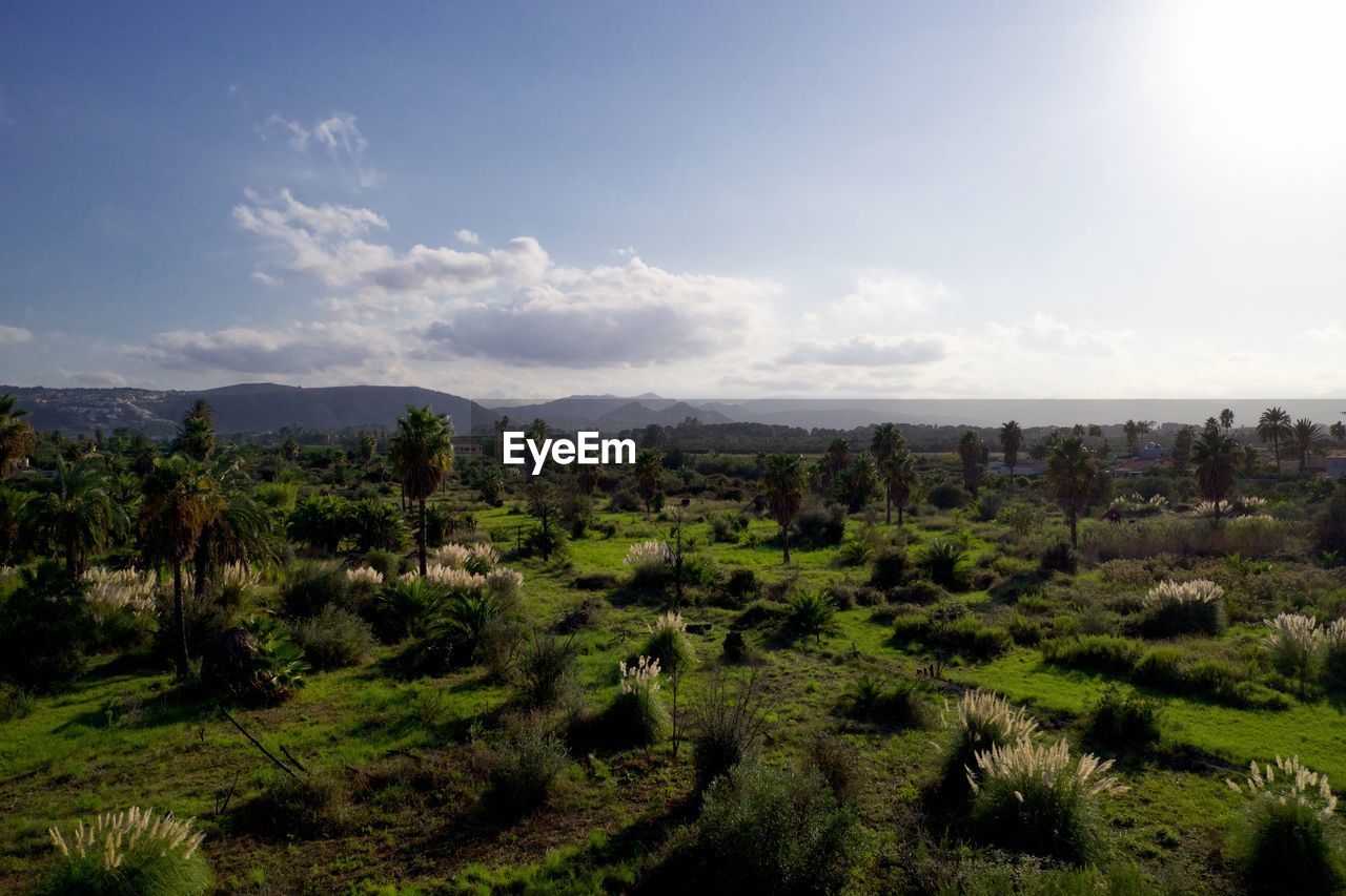 Trees on landscape against sky