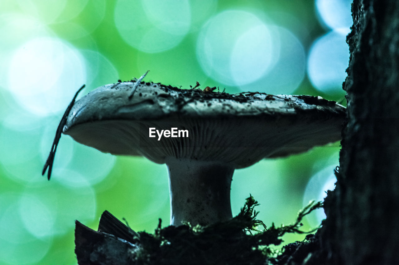 CLOSE-UP OF A TREE