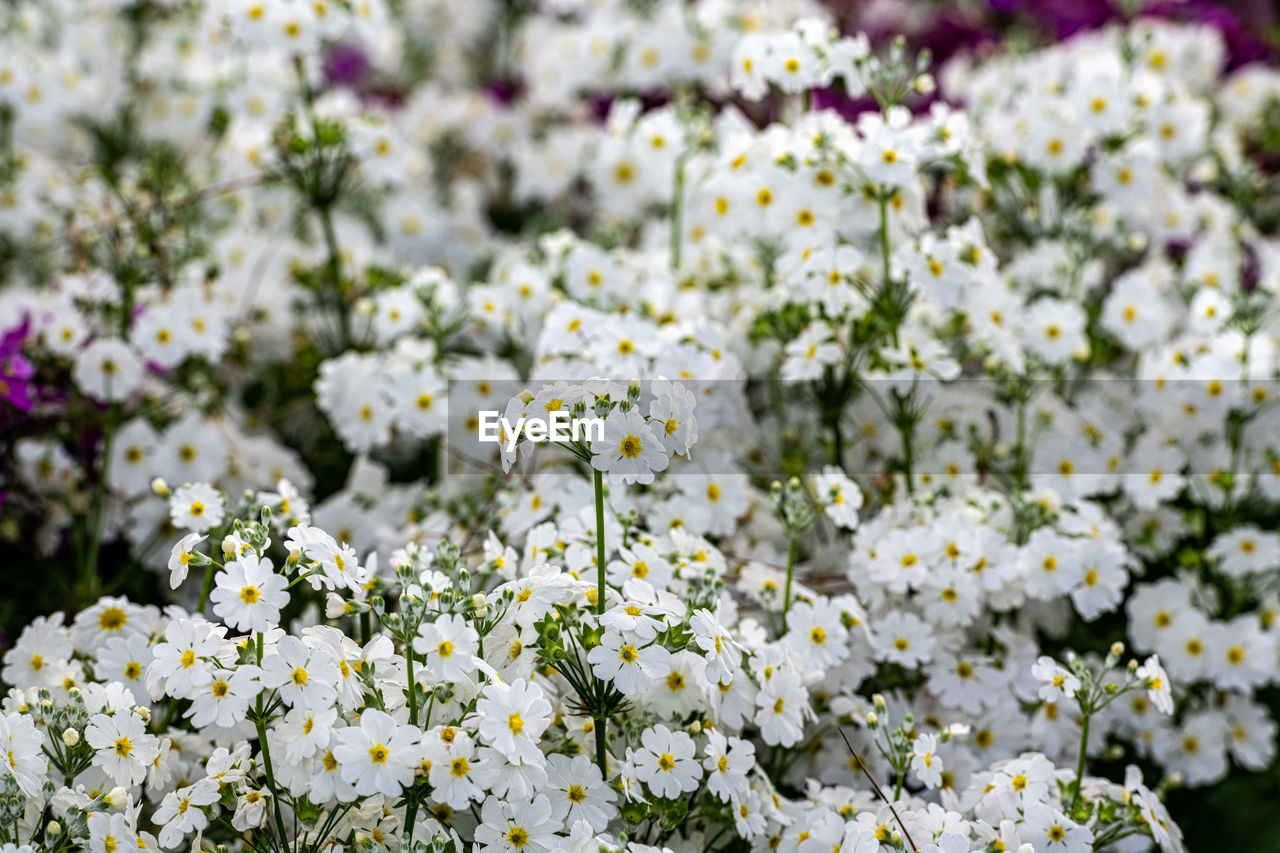 Close-up of white flowering plants on field