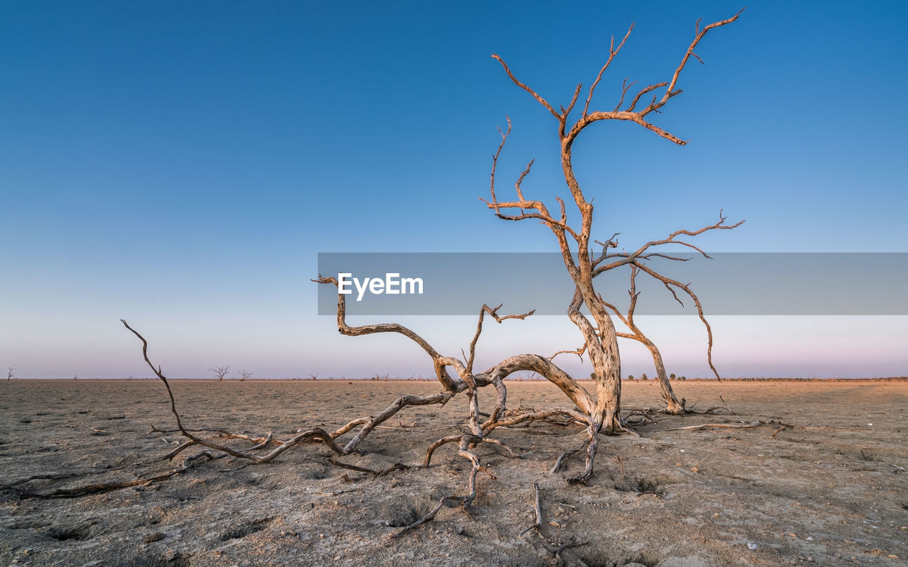Bare tree against clear sky at desert