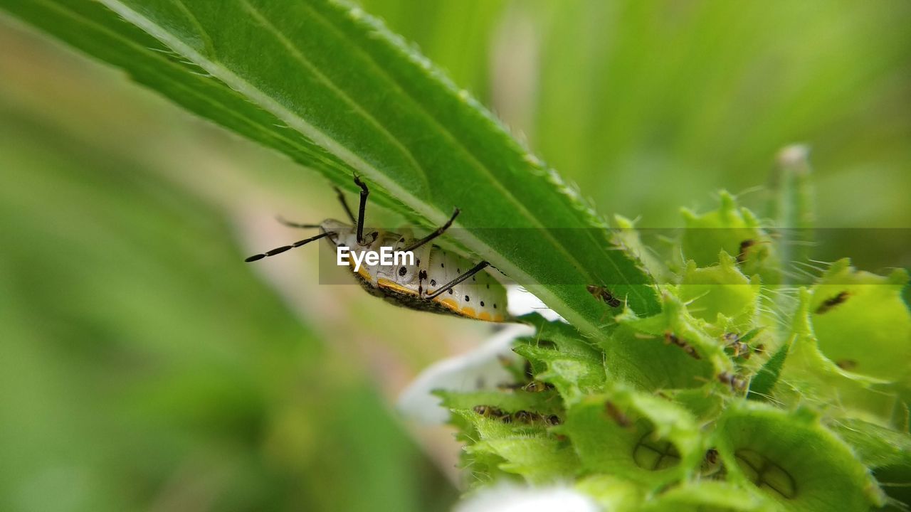 CLOSE-UP OF INSECT