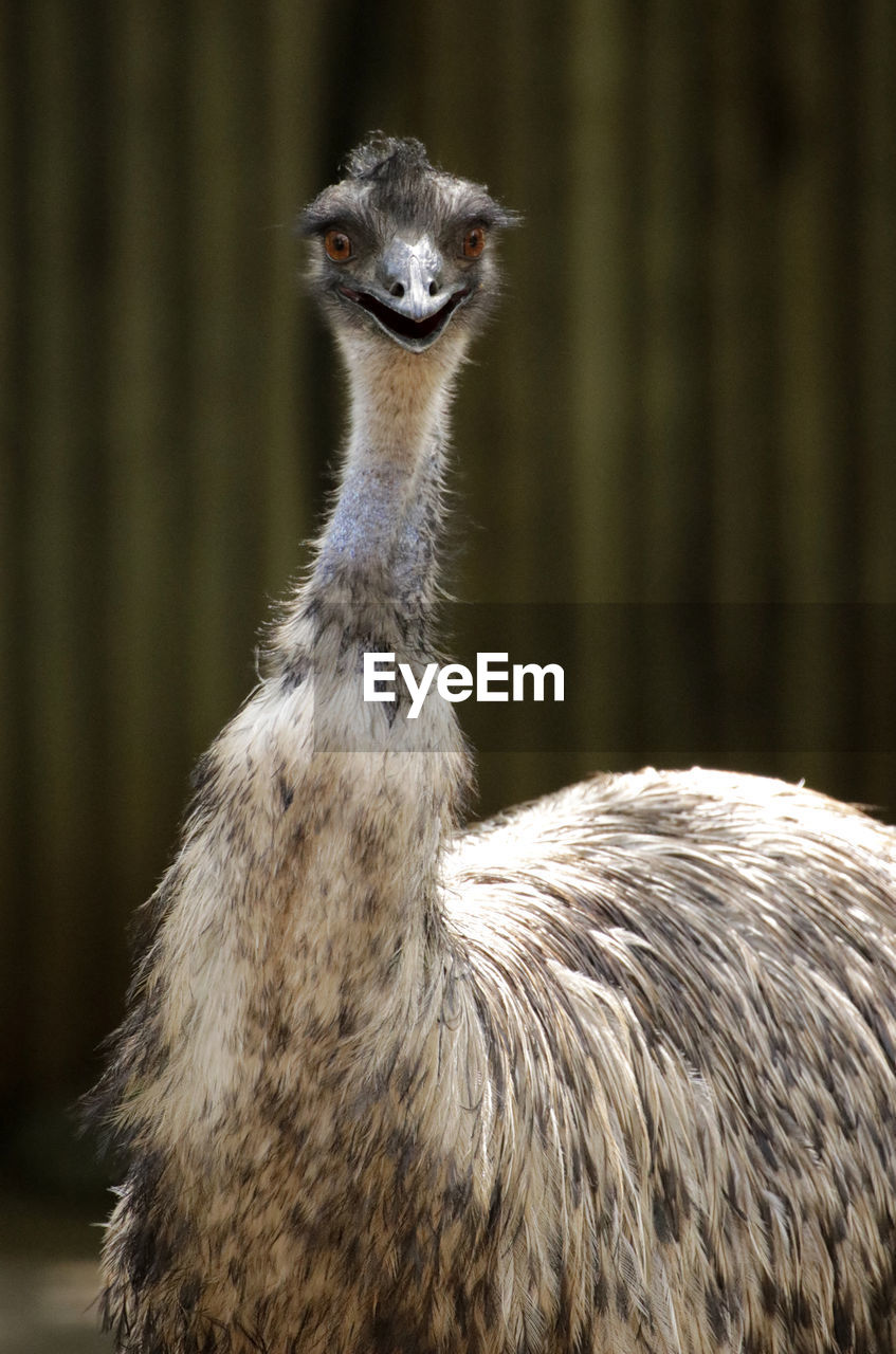 Happy emu portrait